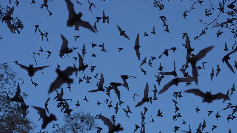 Bats come out of the Volcan de los Murcielagos, a cave that is home to 3m bats, in the Balam-Ku reserve, in the Yucatan Peninsula of Mexico